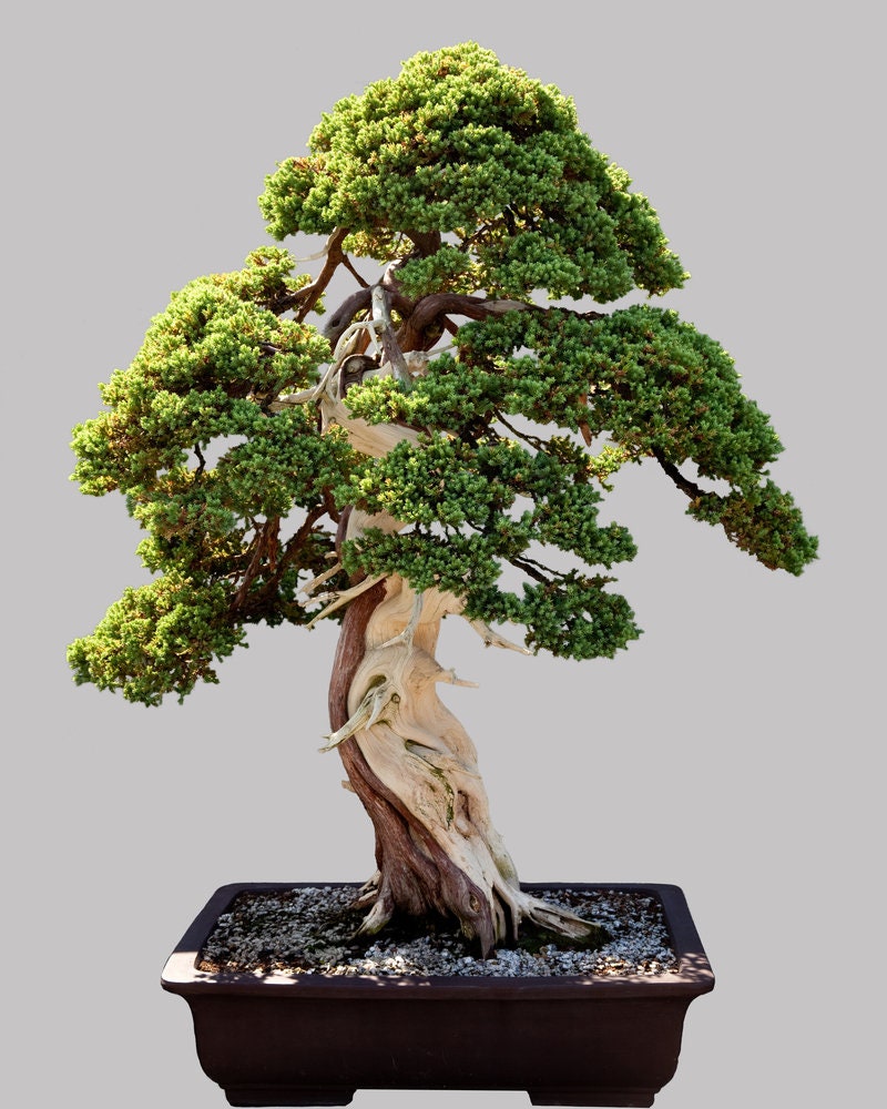 evergreen bonsai tree Norway Spruce Bonsai Tree Seeds - 30 Seeds