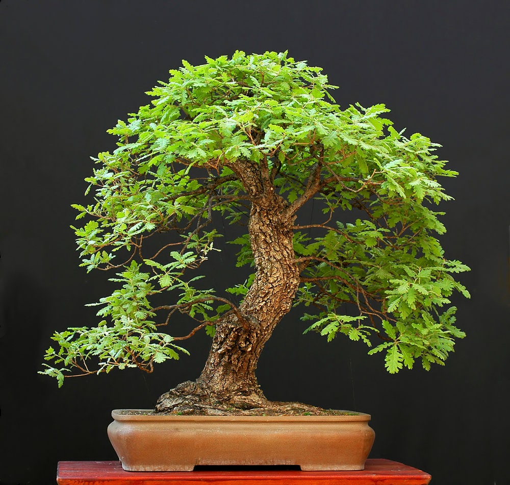 oak bonsai tree for sale White Oak Bonsai Tree Seeds for Planting | 5 Big Healthy Seeds