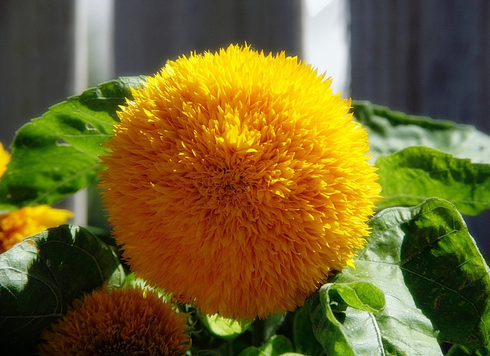 100 Teddy Bear Sunflower Seeds | Exotic Garden Flower | Sunflower Seeds for Planting | Great for Hummingbirds and Butterflies