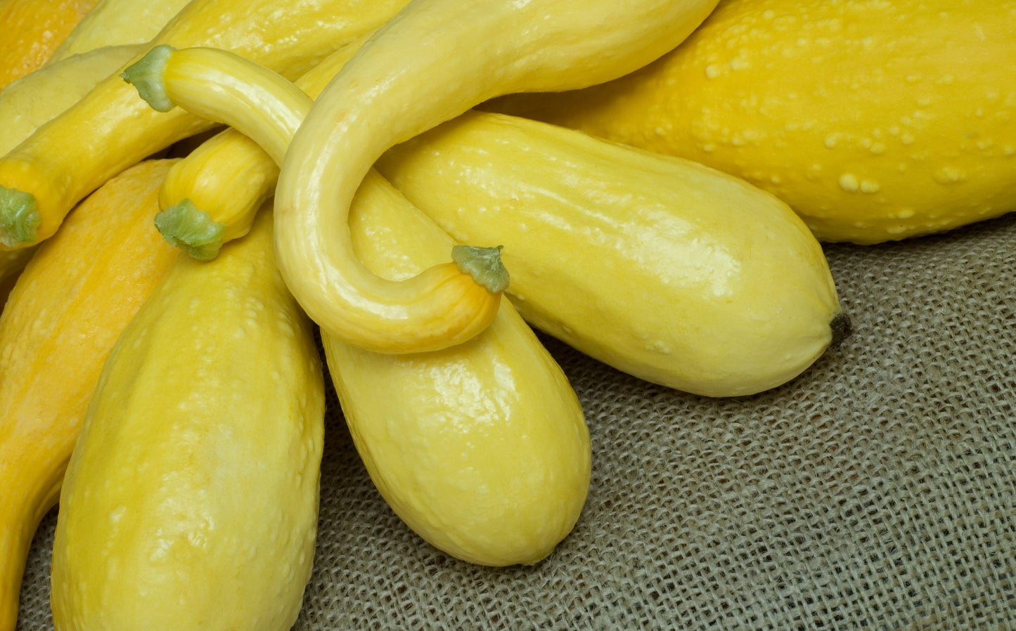Crookneck Squash Seeds for Planting - 30 Seeds - Made in USA