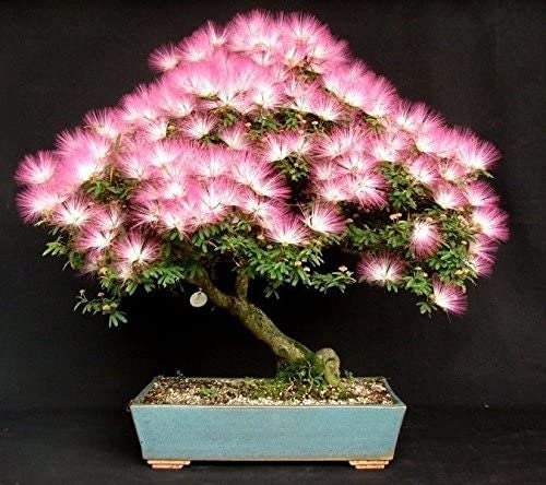 20 Albizia Julibrissin Mimosa Bonsai Tree Seeds for Planting - Persian Pink Silk Tree - Ships from Iowa, USA