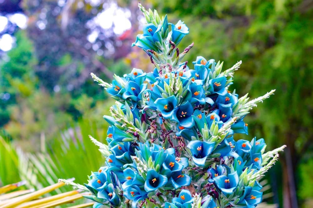 Sapphire Tower Seeds for Planting - 15 Seeds - Puya alpestris, giant bromeliad, Rare Exotic Flower Seeds