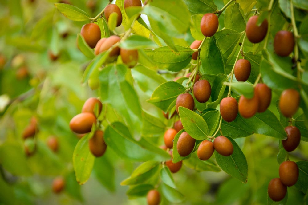 planting jujube seeds Chinese Date Tree Seeds for Planting - 6 Seeds