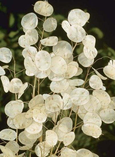 Silver Dollar Plant Seeds for Growing - 30 Seeds - White Money Plant, Lunaria Biennis