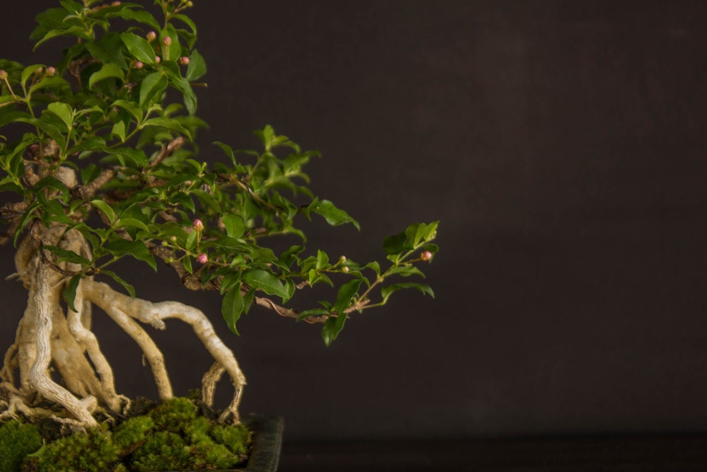 Weeping Fig Bonsai Tree Seeds for Planting - 20 Seeds - Ficus benjamina, Excellent Indoor Plant