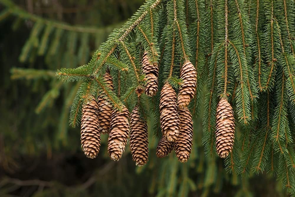 Norway Spruce Bonsai Tree Seeds - 30 Seeds - Beautiful Evergreen Tree Seeds - Picea Abies