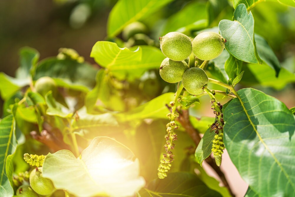 Jupiter's Acorn Tree Seeds for Planting - 2 Seeds - Dwarf Walnut Tree