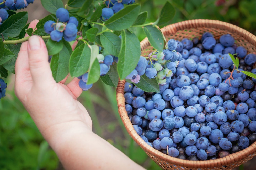 Blueberry Bush Seeds for Planting - Grow Fresh BLueberries - Vaccinium corymbosum, Northern Highbush Blueberry