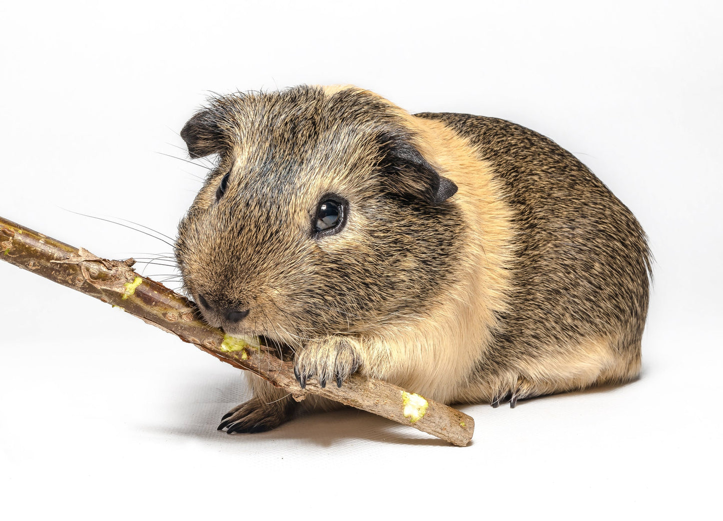 Dried Apple Wood Branches for Squirrel, Rabbit, Chinchillas, Guinea Pigs, Hamsters and Other Small Pet Molar Activities