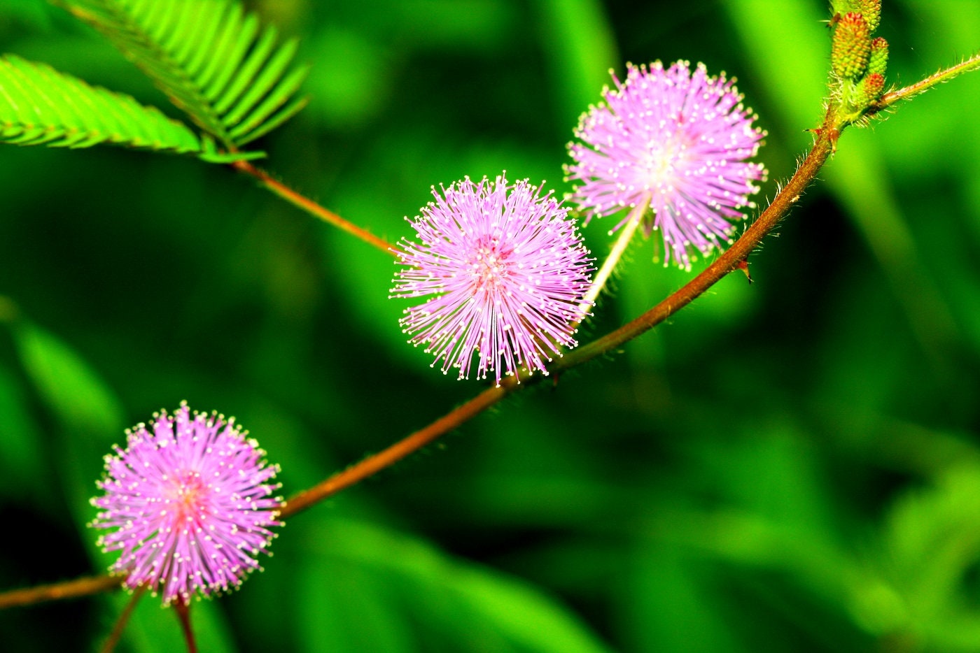touch-me-not flower seeds Sensitive Plant Seeds for Planting - Exotic Flower Seeds