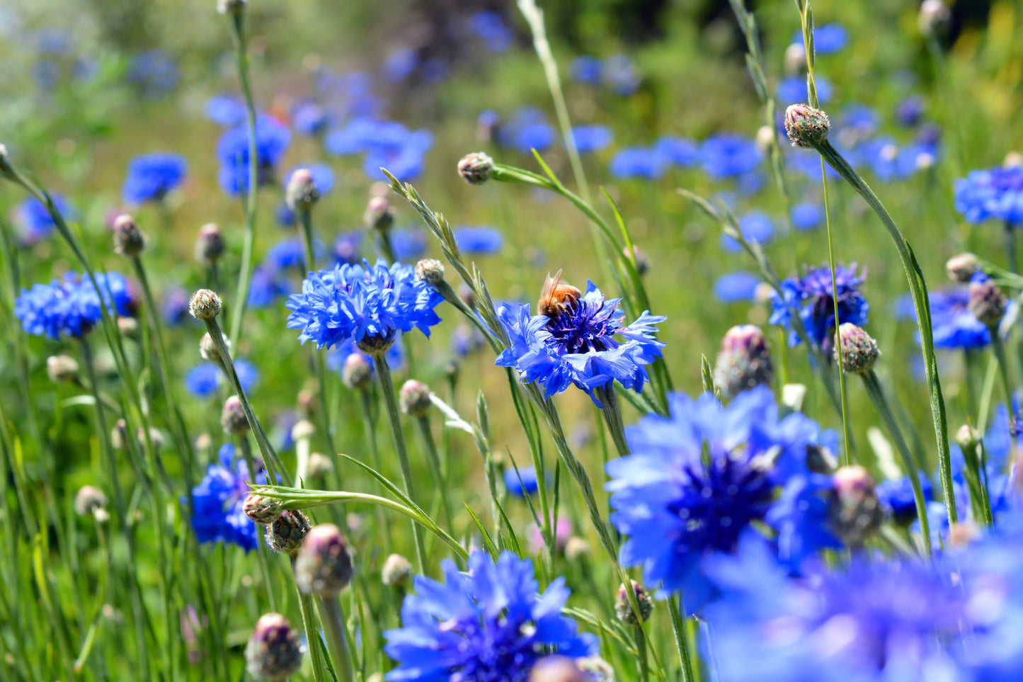 200 Dwarf Bachelor Button Seeds for Planting - Heirloom Non-GMO USA Grown Cornflower Seeds for Planting - Centaurea Cyanus Ships from Iowa