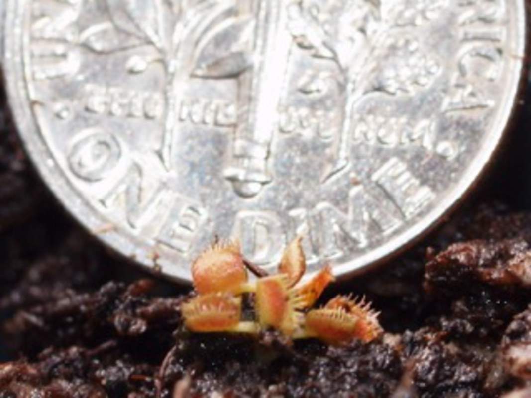 Venus Flytrap Seeds for Planting | 10 Seeds | Grow an Insect Eating Bonsai | Dionaea muscipula Seeds | Made in USA, Ships from Iowa