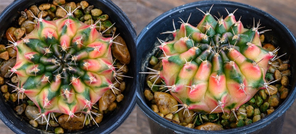 50 Gymnocalycium Species Mix Cacti Seeds - Vibrant Colored Cacti - Ships from Iowa, USA - Grow Exotic Cactus