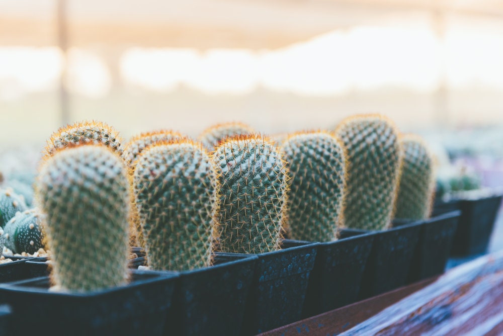 Thumb Cactus Seeds - Mammillaria matudae Cacti Seeds - Ships from Iowa, USA - Grow Exotic Succulent Cacti Bonsai