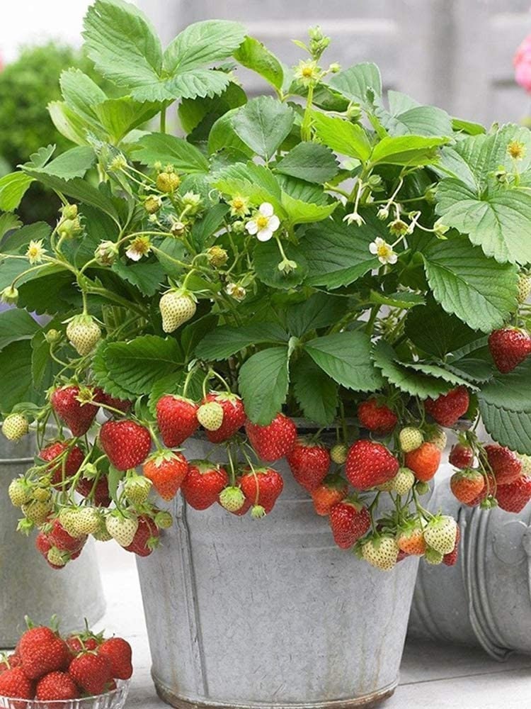 100+ Wild Strawberry Strawberries Seeds - Fragaria Vesca - Edible Garden Fruit Heirloom Non-GMO - Made in USA, Ships from Iowa