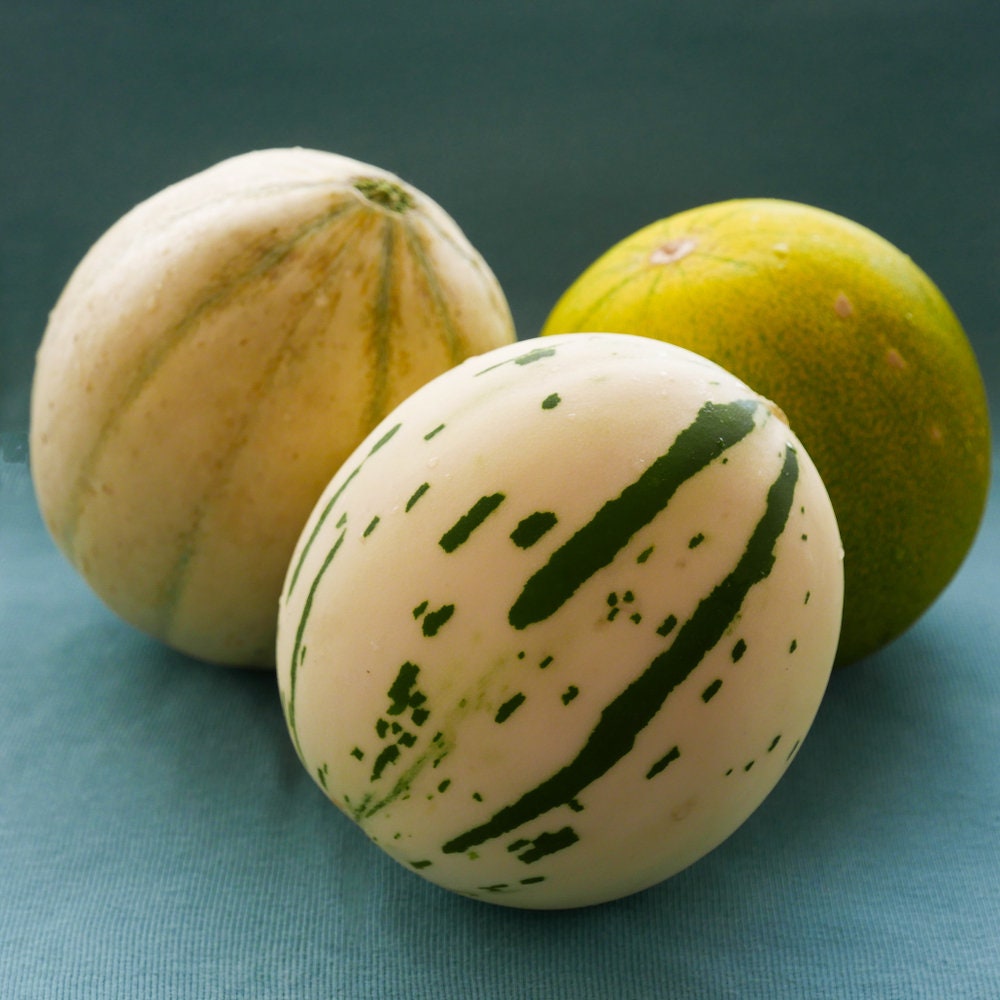 10 Snowball Melon Seeds | Very Rare White Melon - Ships from Iowa, USA