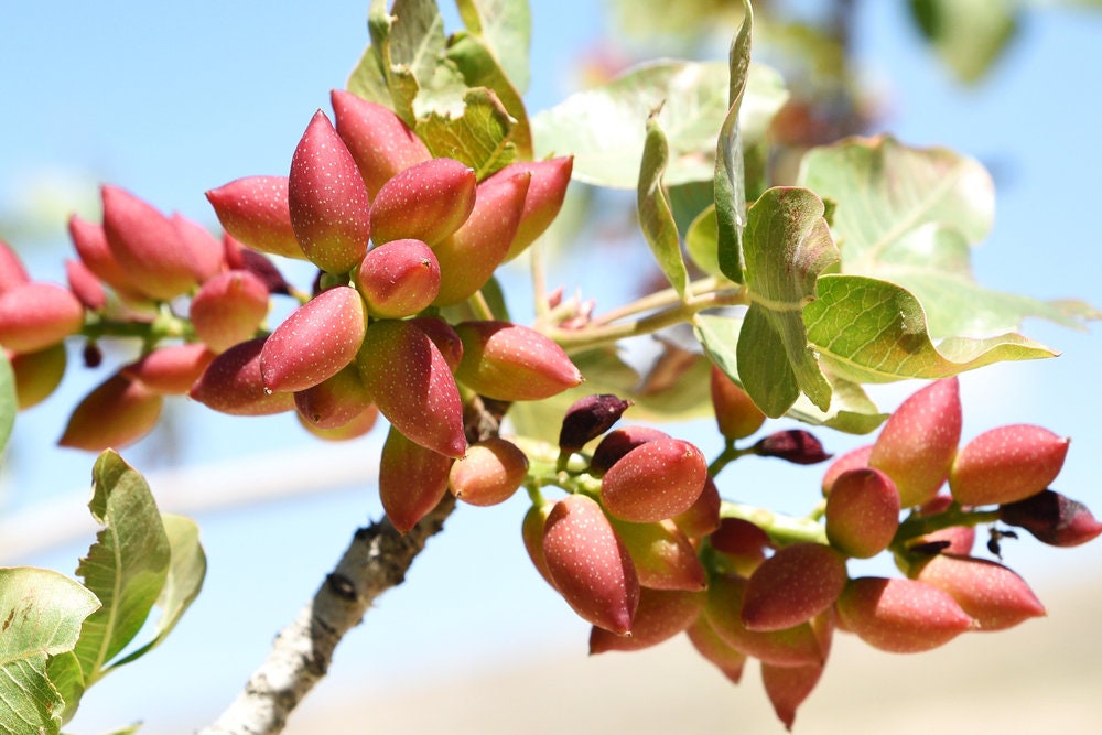 10 Pistachio Nut Tree Seeds for Planting - Pistacia Vera