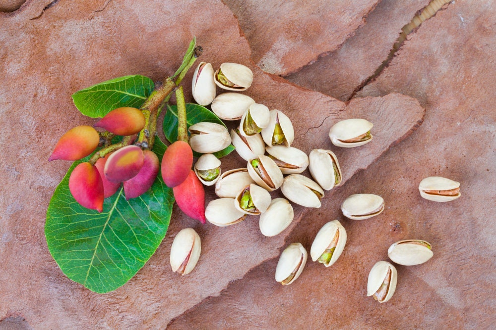 10 Pistachio Nut Tree Seeds for Planting - Pistacia Vera