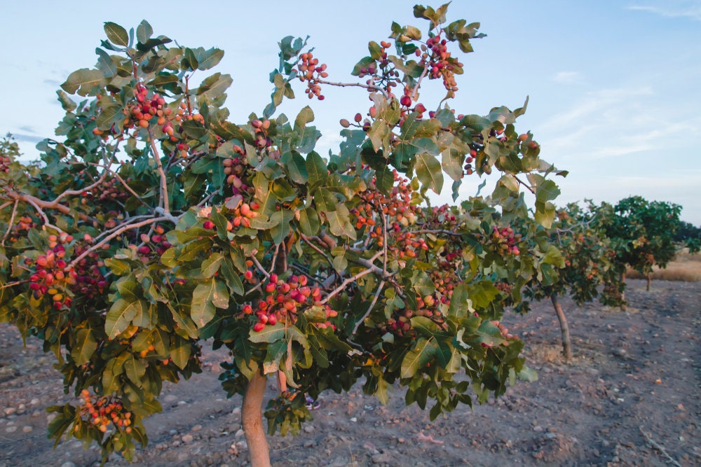 Pistachio Nut Tree Seeds for Planting - Pistacia Vera