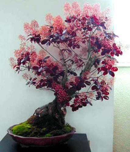 smoke tree seed pod Smoke Tree Bonsai Seeds for Planting