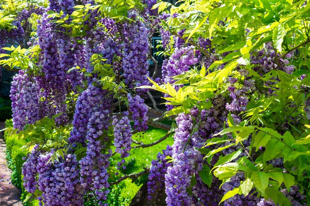 10 American Wisteria Seeds for Planting - Wisteria frutescens