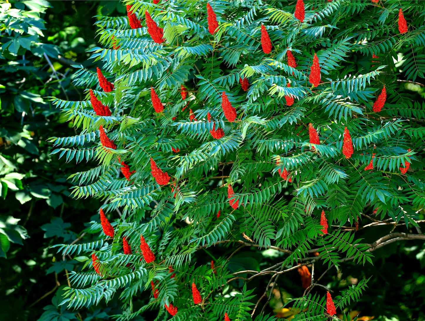 30 Staghorn Sumac Tree Seeds - Rhus typhina