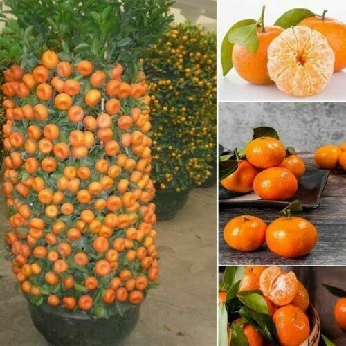 planting tangerine seeds Dwarf Orange Seed for Planting - 10 Seeds of Hardy Orange Dwarf