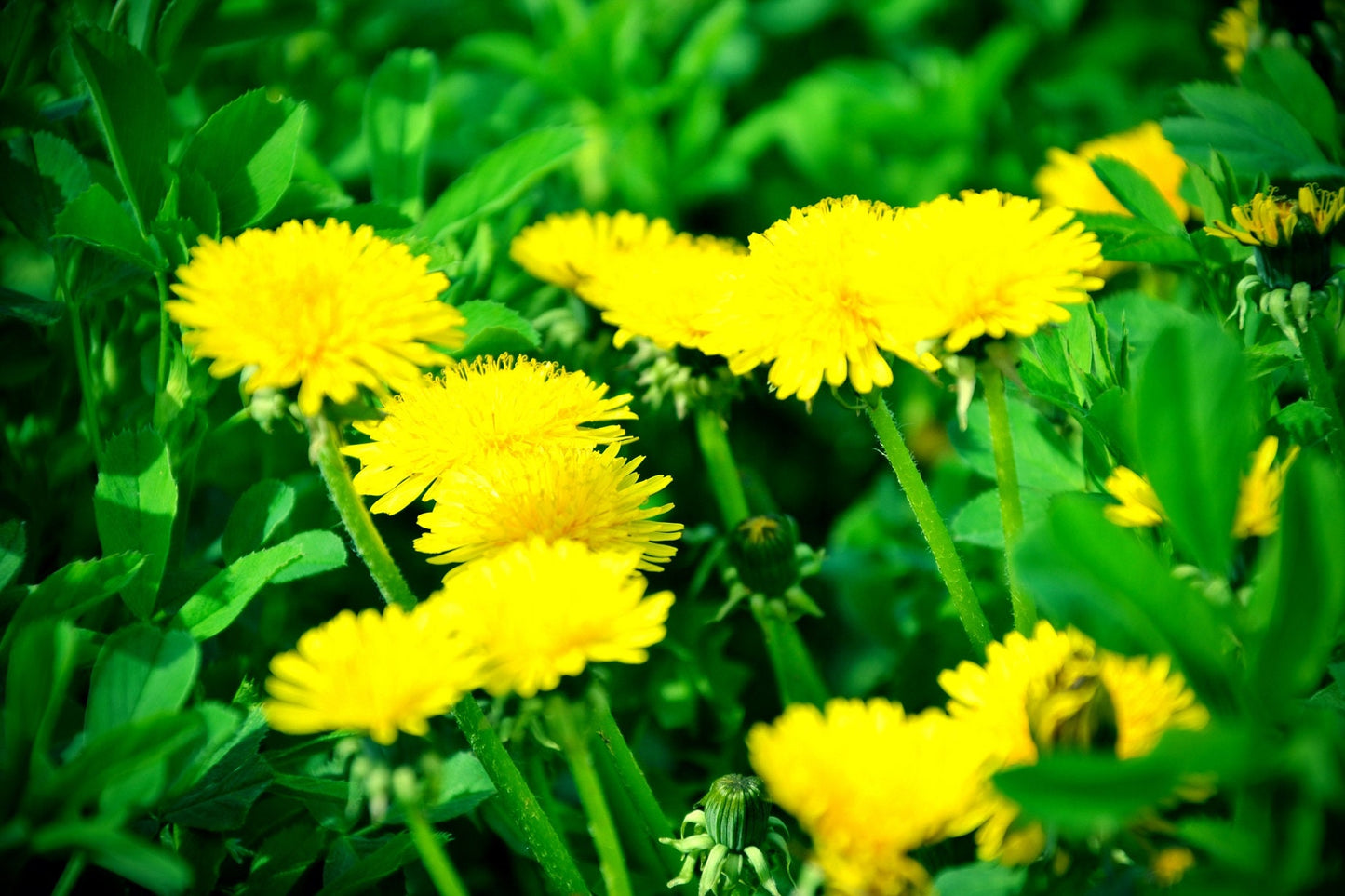 Dandelion Seeds for Planting - Taraxacum officinale - Perennial Herb Flowers