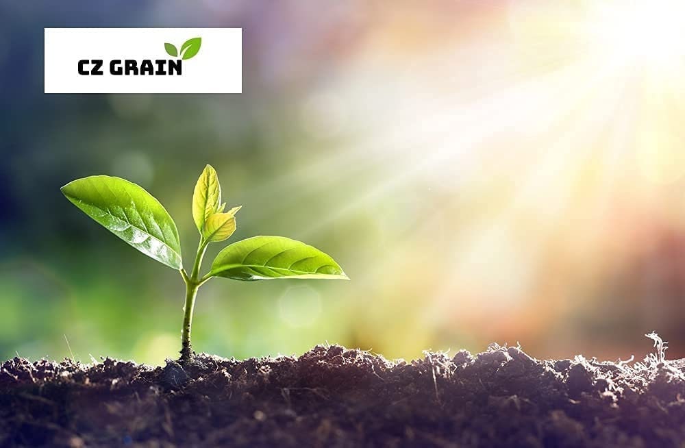 50 Lima Bean Seeds for Planting - Easy to Grow - Fordhook 242 Lima Bean, Award Winning