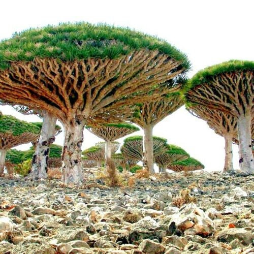 dragon tree bonsai Dragon Tree Seeds to Grow - 10 Seeds