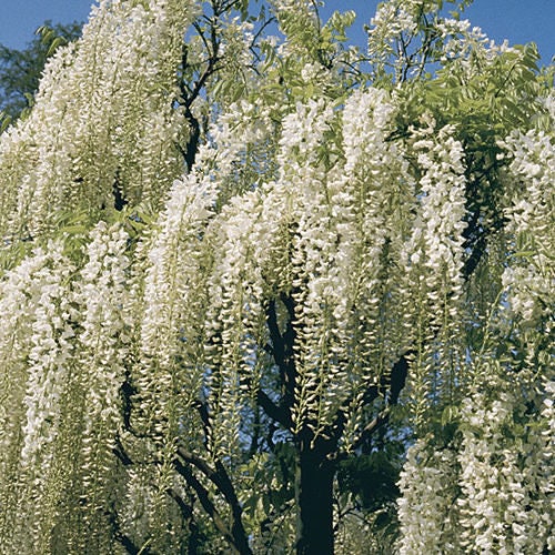 White Wisteria Bonsai Tree Seeds for Planting - Wisteria sinensis Alba - Rare Seeds, Popular for Bonsai