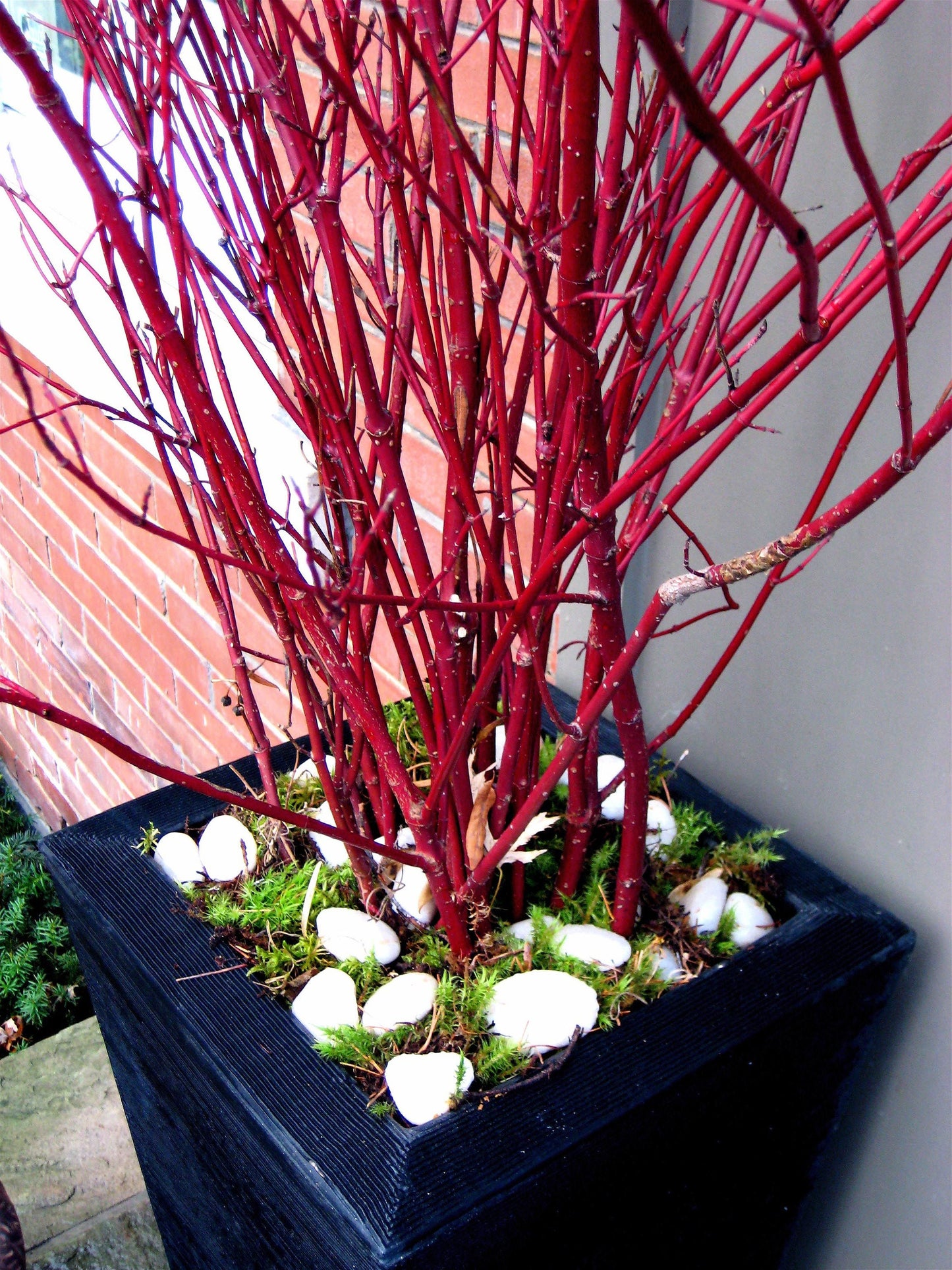 Red Dogwood Branches, Vase Filler Decor 30-36 Inches Tall - 100% All Natural, Grown and Shipped from Iowa, USA. - Vase Filler, Wedding Decor