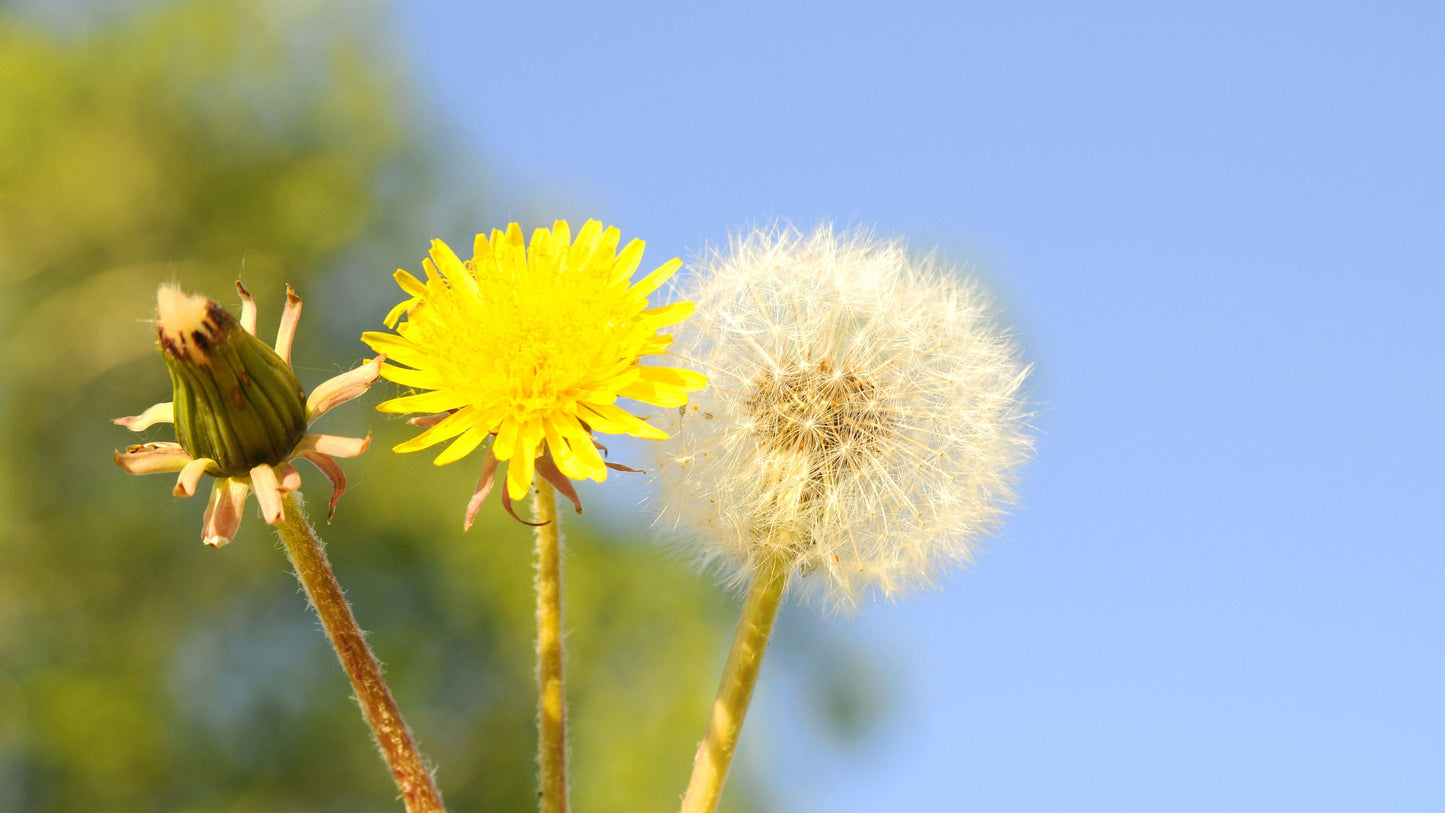Dandelion Seeds for Planting - Taraxacum officinale - Perennial Herb Flowers