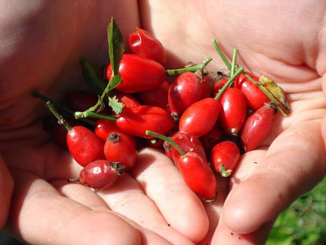 50 Dog Rose Bush Seeds - Beautiful Flowers and Tasty Red Berries - Rosa canina
