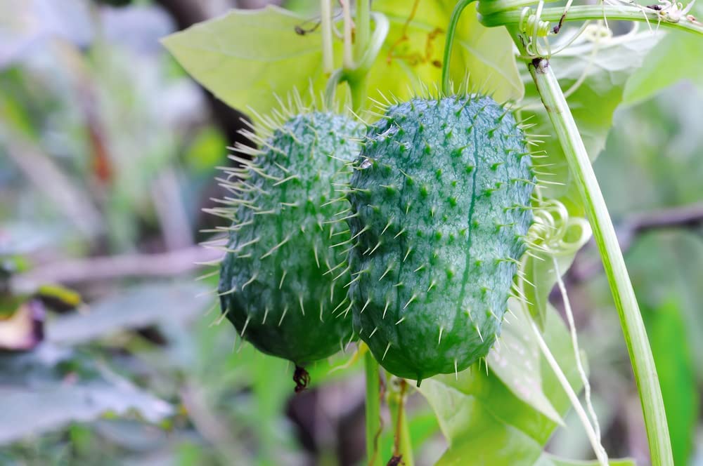 30 Wild Cucumber Seeds for Planting Echinocystis lobata