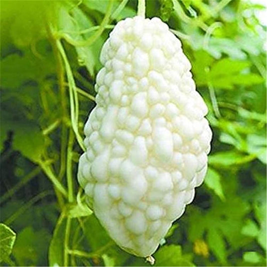 White Bitter Melon Seeds for Planting - 10 Seeds - Rare and Hard to Find. Ships from Iowa, USA