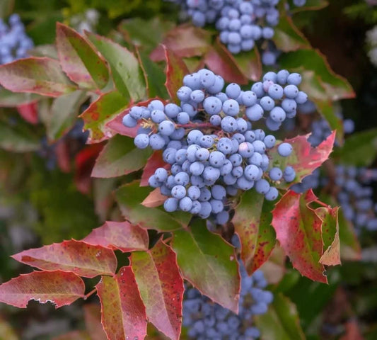 50 Creeping Barberry Bush Seeds for Planting - Creeping Oregon Grape - Mahonia repens