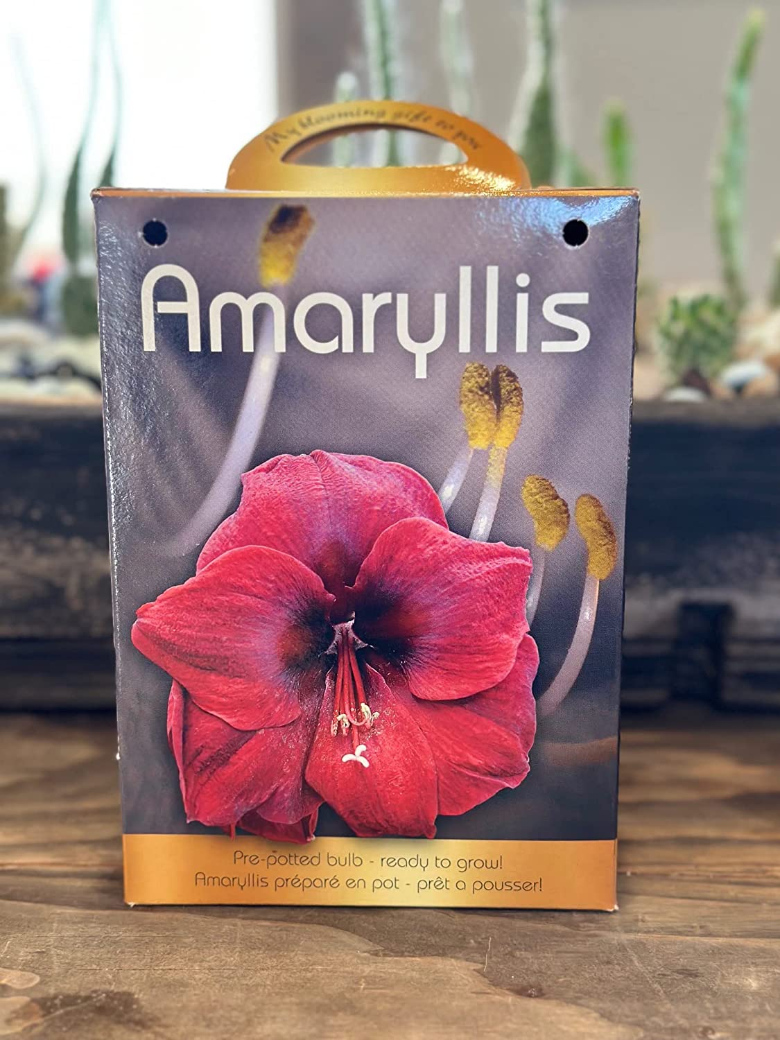 Amaryllis Grow Kit Pre Potted Amaryllis Bulb in Gift Box