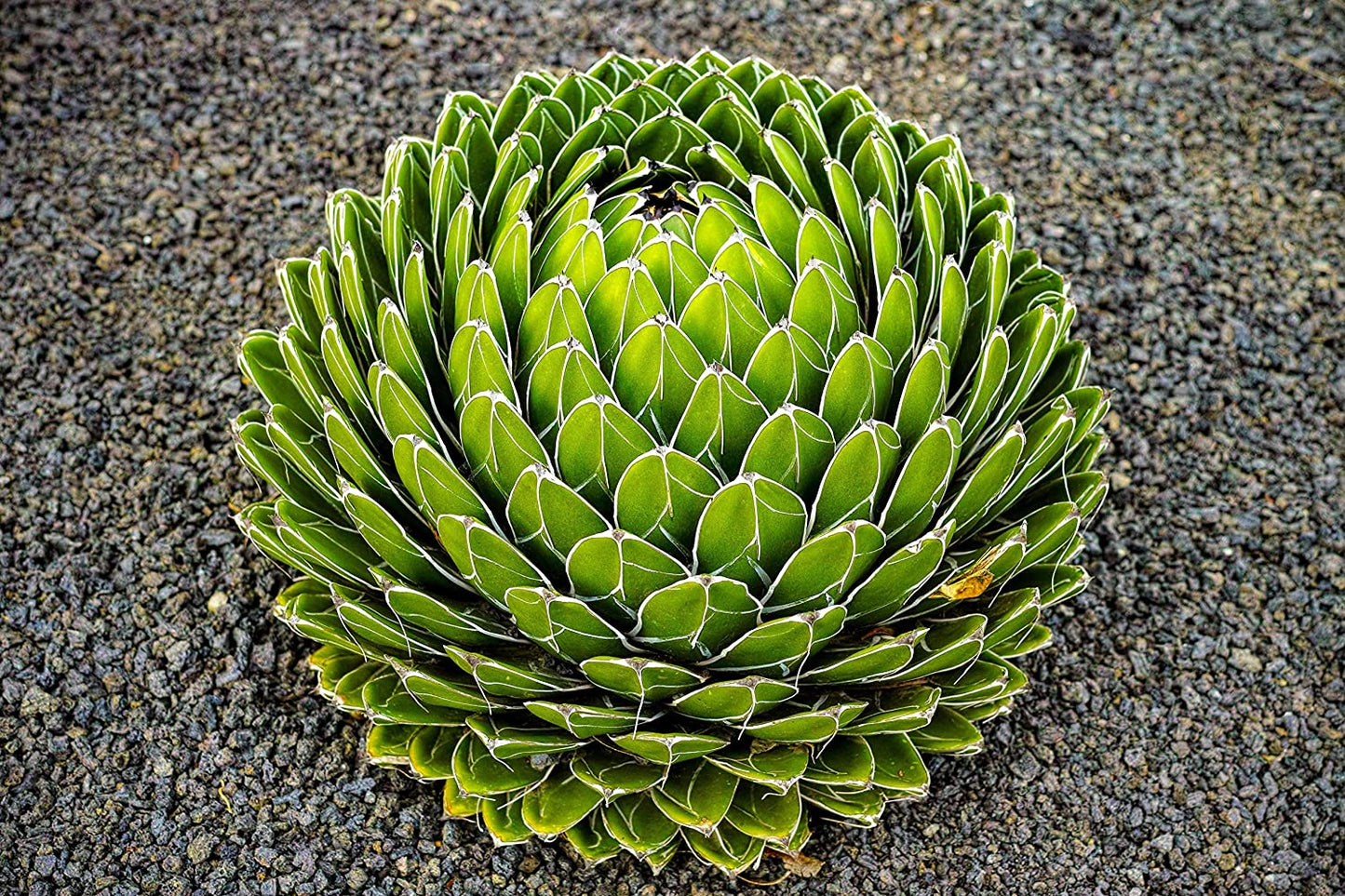 10 Queen Victoria Agave Seeds for Planting Exotic Cactus Agave victoriae-Reginae