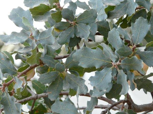 5 Blue Oak Tree Seeds for Planting