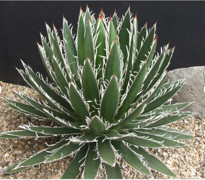 10 Thread Leaf Agave Seeds for Planting Exotic Cactus Agave filifera