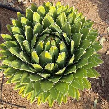 10 Queen Victoria Agave Seeds for Planting Exotic Cactus Agave victoriae-Reginae