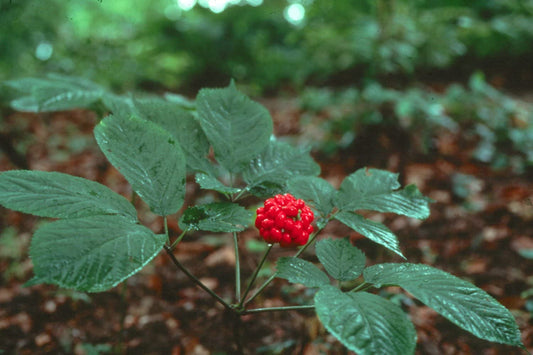 25 American Ginseng Seeds Wild Stratified Ready To Plant