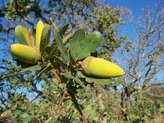 5 Blue Oak Tree Seeds for Planting