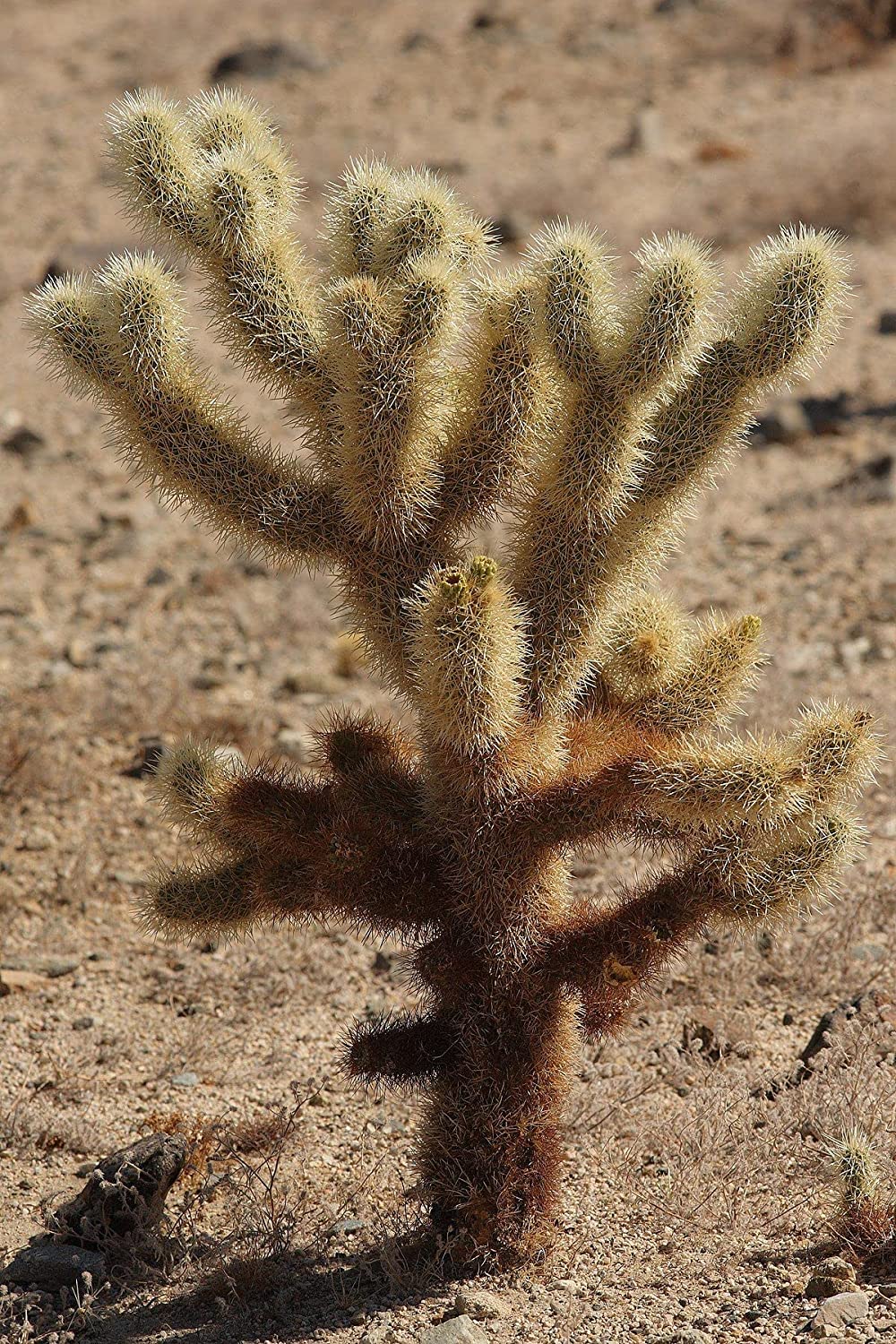 15 Teddy Bear Cholla Cacti Seeds for Planting Cylindropuntia spinosior