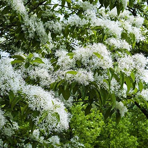 10 Chinese Fringe Tree Seeds for Planting Chionanthus Retusus