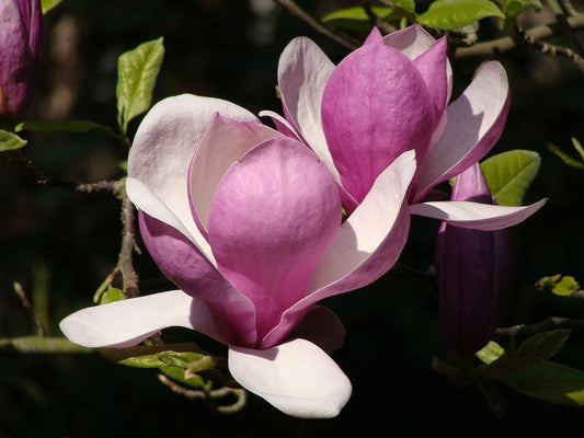 Saucer Magnolia Tree Seeds to Plant Trees with Flowers that Look Like Saucer Cups