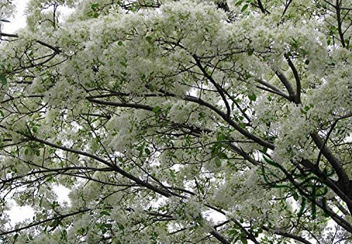 10 Chinese Fringe Tree Seeds for Planting Chionanthus Retusus