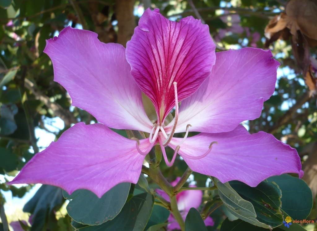 10 Orchid Tree Seeds for Planting Butterfly Tree Bauhinia purpurea