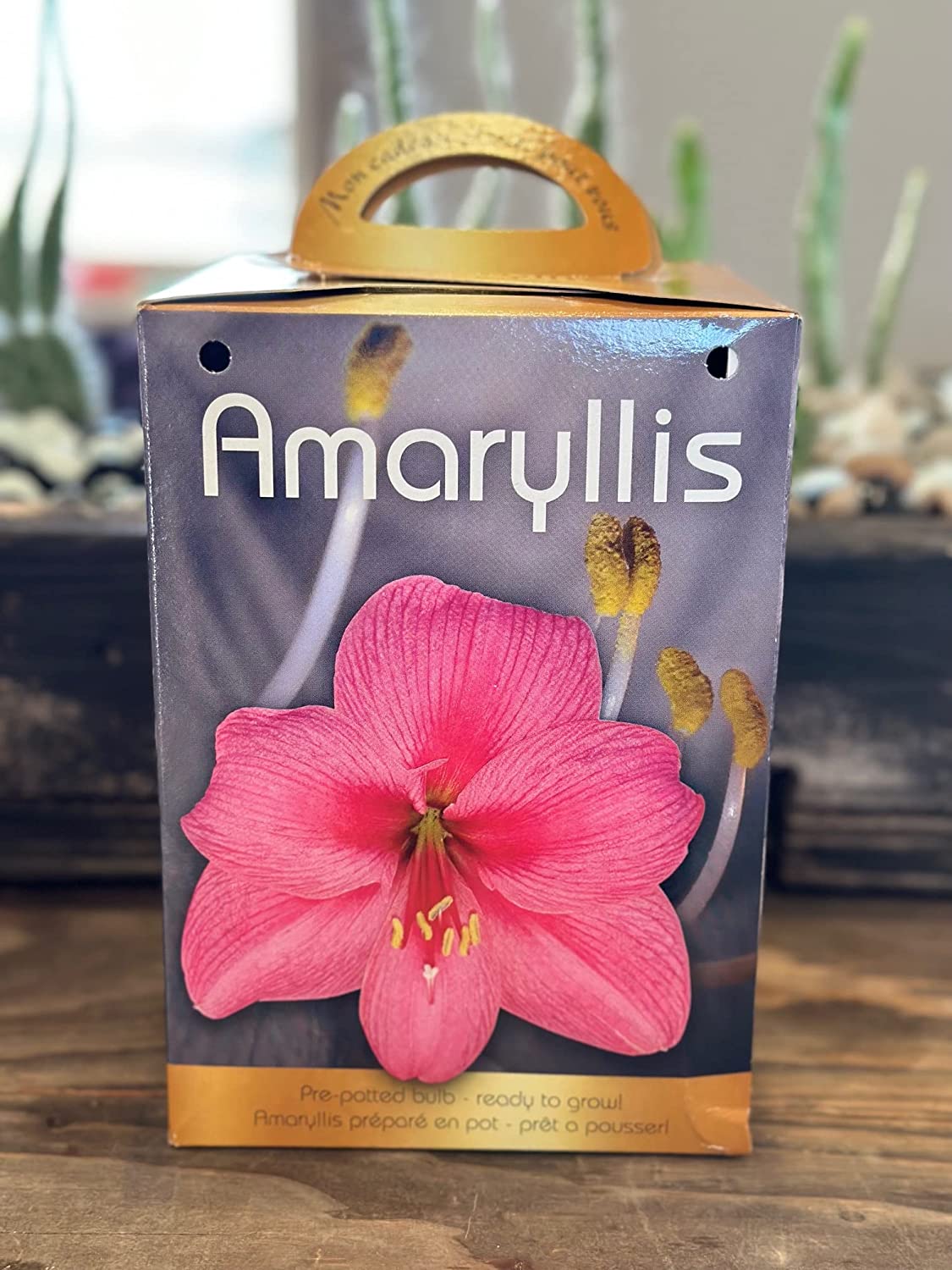 Amaryllis Grow Kit Pre Potted Amaryllis Bulb in Gift Box